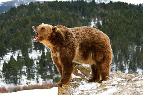 animals live.
